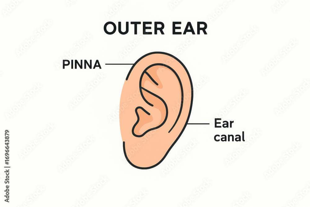 Outer Ear Anatomy Diagram Illustration - Pinna and Ear Canal, Human ...