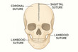 © lara - Human Skull Sutures Illustration, Medical Anatomy Artwork [Illustration]
