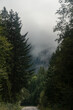 © leravalera89 - Misty forest road surrounded by tall trees under gray cloudy sky in early morning hours. Hiking in Carpathian Mountains, Ukraine