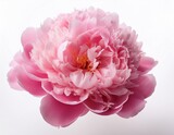 flower head pink peony white background