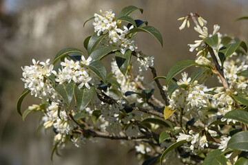 Wall Mural - Osmanthus burkwoodii en fleurs