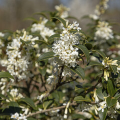 Wall Mural - Osmanthus burkwoodii en fleurs