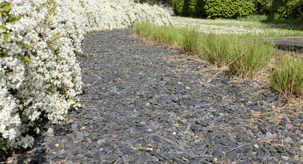 Wall Mural - Deutzia gracilis en bordure d'allée d'ardoises
