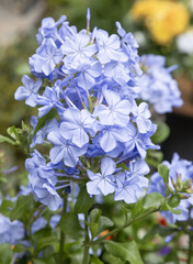 Wall Mural - Fleurs de Plumbago