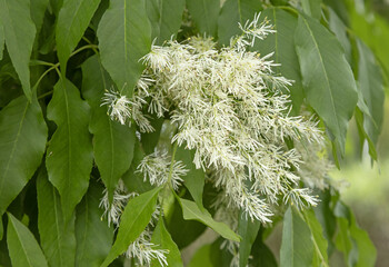 Wall Mural - Fraxinus ornus en fleurs