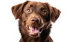 © Mirazuddin - Chocolate Labrador Portrait with Open Mouth and Smile