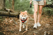 © Louis-Paul Photo - Happy woman with her Shiba Inu dog in the forest on summer season