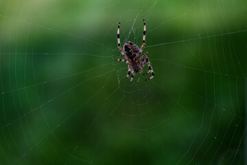Spider on web