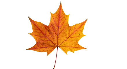 single orange autumn maple leaf isolated 1.