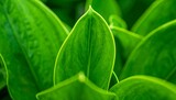 Close-up vibrant green leaves, textured