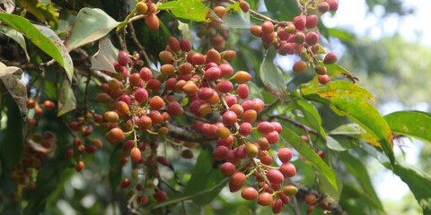 A vibrant display of red and yellow berries hanging from a tree branch in nature.