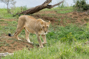Wall Mural - Lion in a game reserve in South Africa. Two lionesses had a prey and their bellies were completely full.