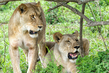 Wall Mural - Lion in a game reserve in South Africa. Two lionesses had a prey and their bellies were completely full.