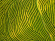 © AmazingAerialAgency - Aerial view of the vibrant green tea plantation creates a mesmerizing maze of natural patterns under the golden sun, Maia, Azores, Portugal.
