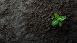 Single green sprout with water drops in dark fertile soil. Growth concept showing nature, environment, and new beginning.