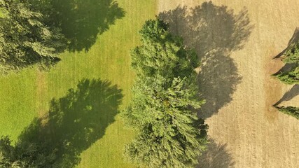 Wall Mural - a drone view down on a tree growing on the border of a field and meadow. diversity of nature in the 
