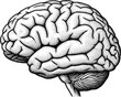 © Saad - Detailed stippled illustration of the human brain in profile, representing the center of thought, memory, and cognitive science