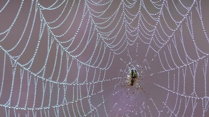Spider in the spider web, single small drops of morning dew in the spider web, purple background of the flowering heather, morning dew
