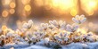© Darren - Delicate frost-covered plants bathed in the warm glow of a golden sunrise- creating a serene and dreamy atmosphere. The bokeh lights in the background add a magical touch to the composition
