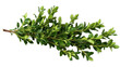 © Natalie - Green boxwood branch. isolated on transparent background.
