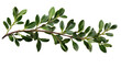 © Natalie - Green boxwood branch. isolated on transparent background.