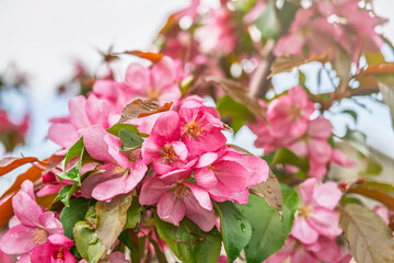 Wall Mural - Fresh pink flowers of a blossoming apple tree with blured background