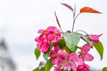 Wall Mural - Fresh pink flowers of a blossoming apple tree with blured background