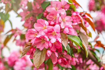 Wall Mural - Fresh pink flowers of a blossoming apple tree with blured background