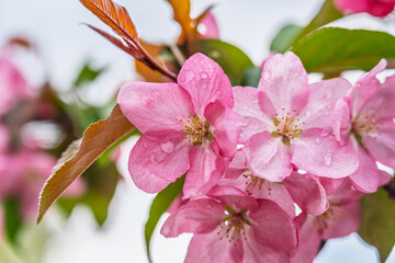 Wall Mural - Fresh pink flowers of a blossoming apple tree with blured background