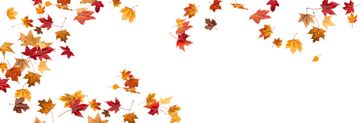 falling leaves, autumn foliage on transparent background, beautiful background of orange and gold le
