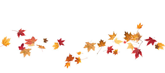 falling leaves, autumn foliage on transparent background, beautiful background of orange and gold le