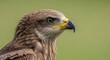 © Poindexter - A close-up, side profile of a majestic bird of prey with a sharp beak and intense eye, set against a soft green background.