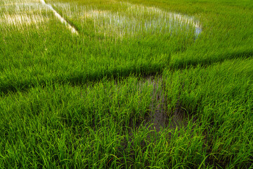 Wall Mural - scenic view landscape of golden rice ears ready for harvest rice field green grass with field corn f