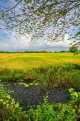 Wall Mural - scenic view landscape of golden rice ears ready for harvest rice field green grass with field corn f