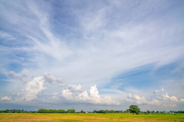 Wall Mural - beautiful green cornfield with land air atmosphere bright blue sky background abstract clear texture