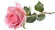 © Rozena - Beautiful blooming pink rose close up with green leaves on stem isolated on a pure white background