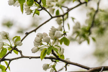 Wall Mural - white blossoming apple trees with rain drops