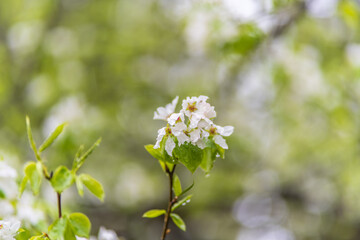 Wall Mural - white blossoming apple trees with rain drops