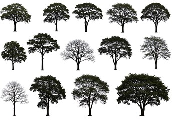 Collection of tree silhouettes isolated on white background for design use