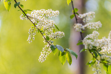 Wall Mural - white flowers blooming bird cherry. close-up of a flowering prunus padus tree with white little blos