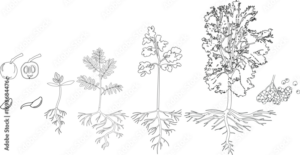 Root Coloring Coloring page with life cycle of rowan tree (Sorbus aucuparia). Growth ...