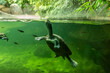 © svarshik - Aquatic Northen River Terrapin turtle swimming in aquarium in the Prague Zoo in Czech Republic