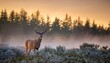 © Mara - majestic whitetail deer in soft lighting amidst misty forest landscape at dawn