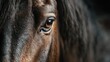 © Michael - Close-up view of a horse's eye capturing its deep expression and intricate details on a sunny day outdoors