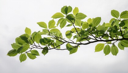 a tree branch with green leaves and a white background