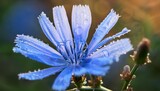 close up of a beautiful blue chicory flower with dew drops on petals