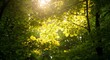 © Adventuria - Sunlit Green Leaves on Tree Branches in Forest Canopy