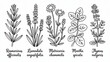 © Muhammad - Botanical illustration of rosemary lavender chamomile mint and thyme herbs for culinary and medicinal use