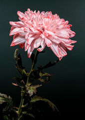 Wall Mural - Pink and white spider chrysanthemum flower on a dark background