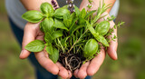 Freshly picked aromatic herbs in hands showcasing natural and organic lifestyle goodness